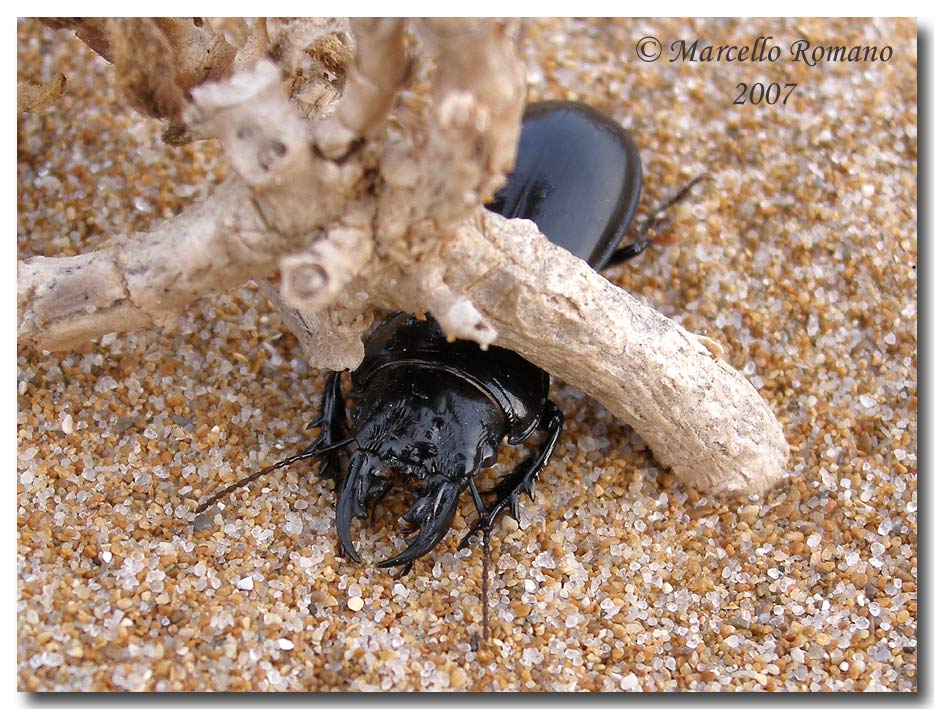 Incontri fra le dune: Scarites buparius (Carabidae)